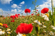 canstockphoto6985677