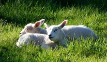 lambs-502572__180