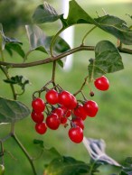 berries-536997_1280 (1)